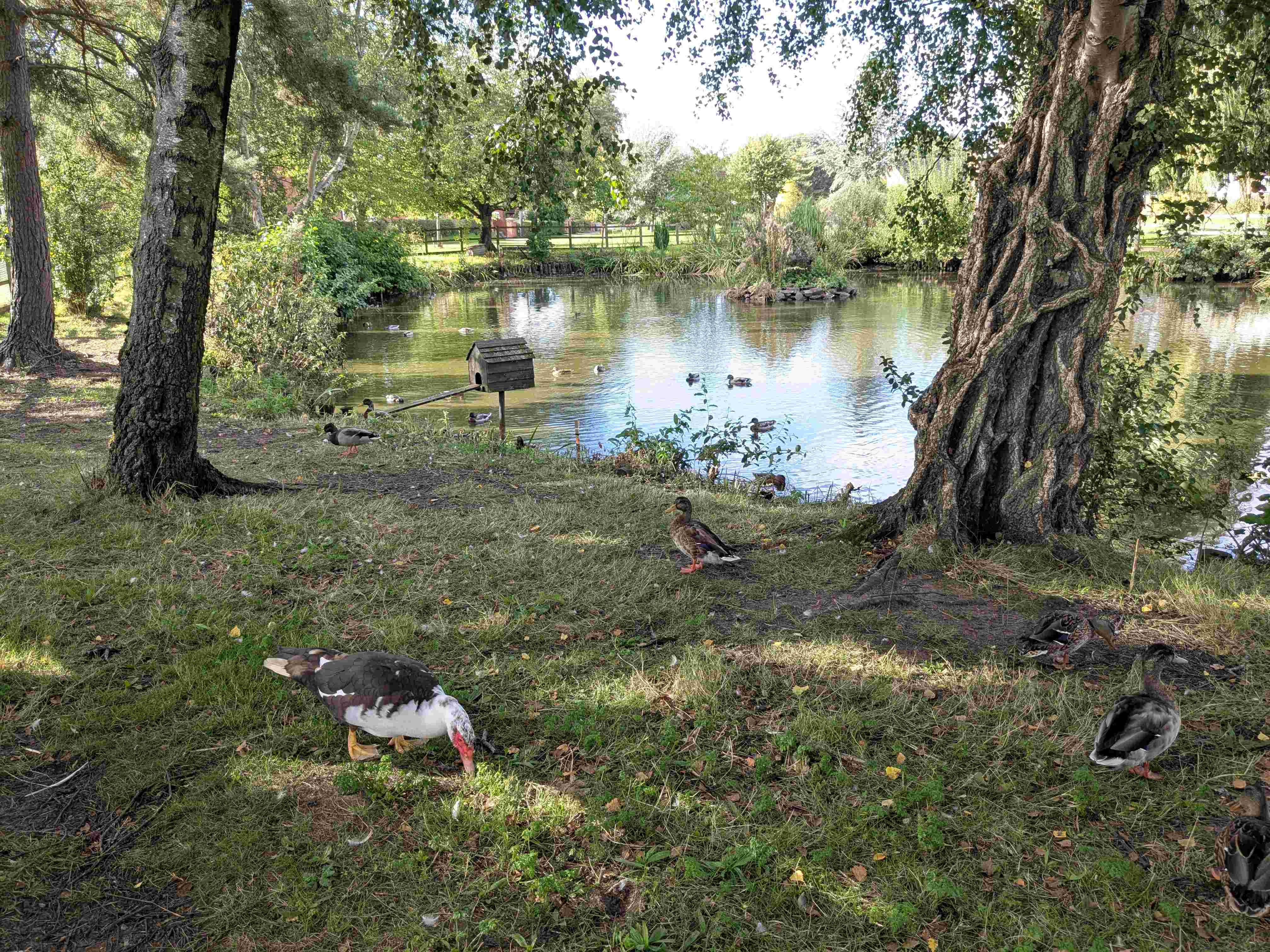 Village Pond September 2026
